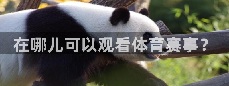 nba直播(jrs无插件)360：在哪儿可以观看体育赛事？